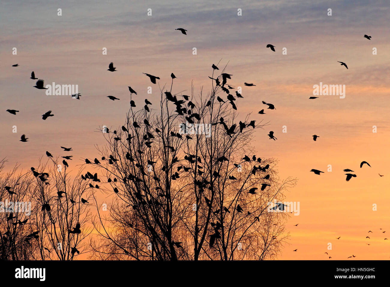 Rooks (Corvus frugilegus) gregge sono ' appollaiati nella struttura ad albero al tramonto in inverno Foto Stock