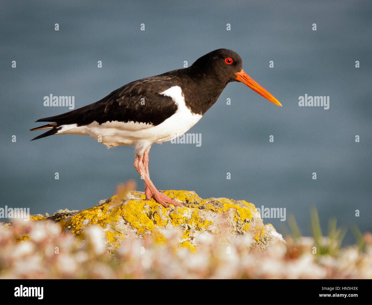 (Oystercatcher Haematopus ostralegus) Foto Stock