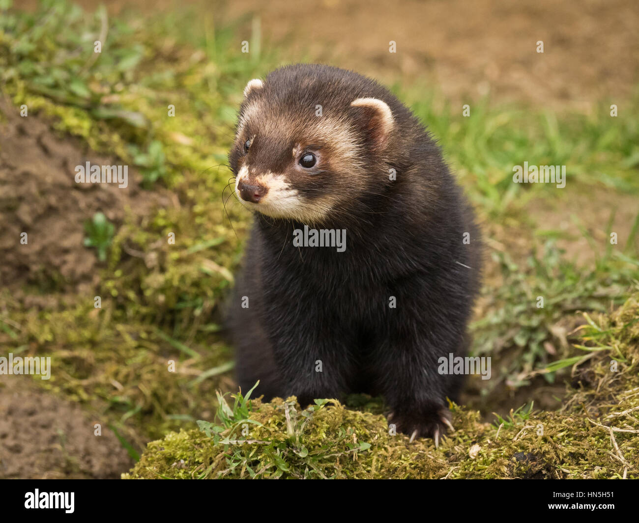 Polecat (Mustela putorius) Foto Stock