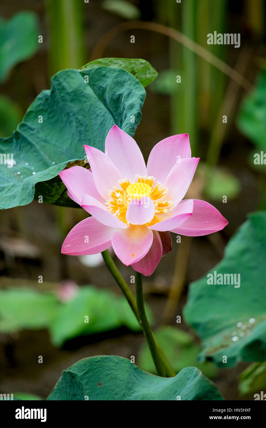 Indiano o sacro fiore di loto (Nelumbo nucifera) Foto Stock