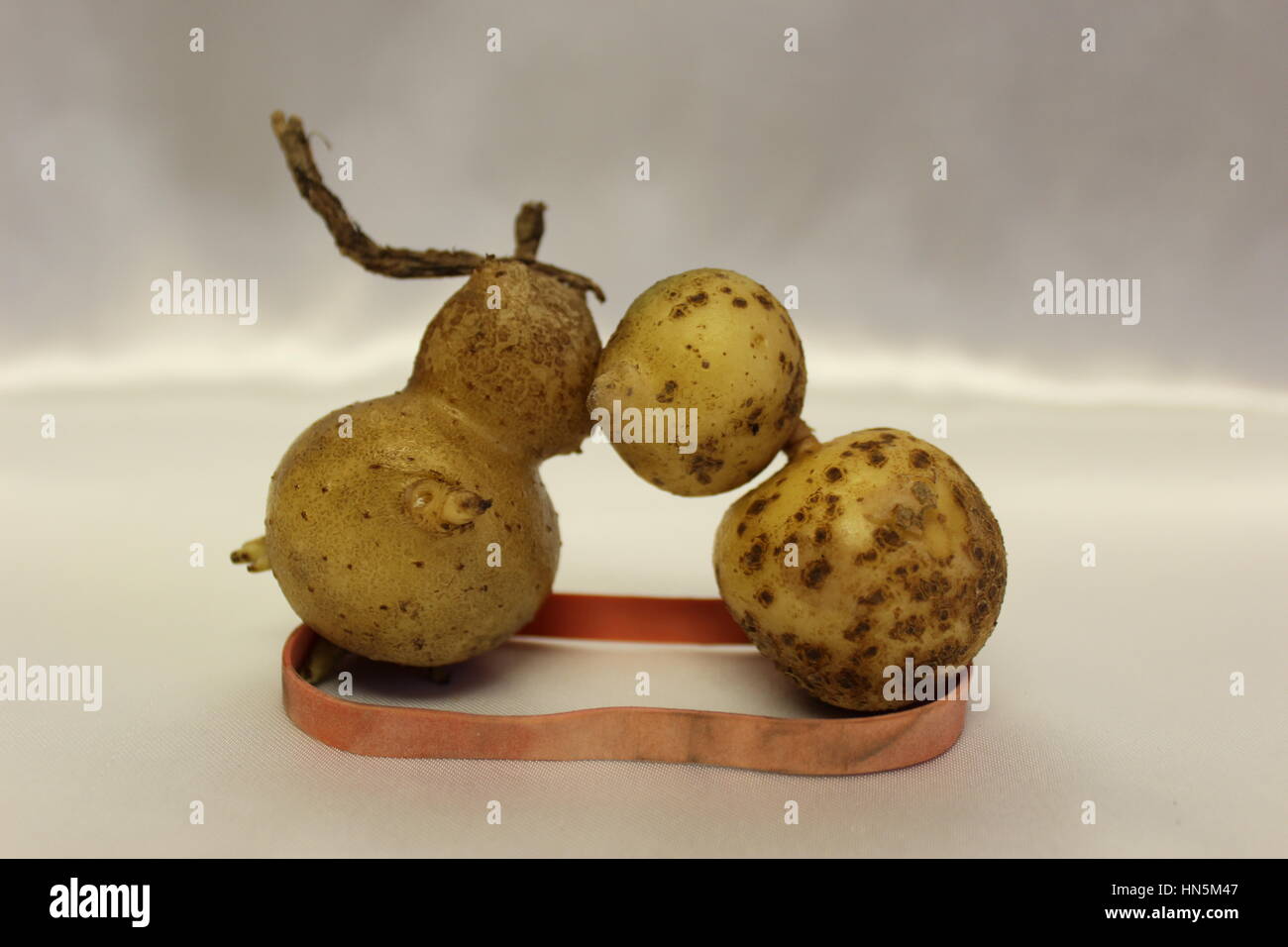 Famiglia di patate di 2 in amore numero 30 di 47 Foto Stock