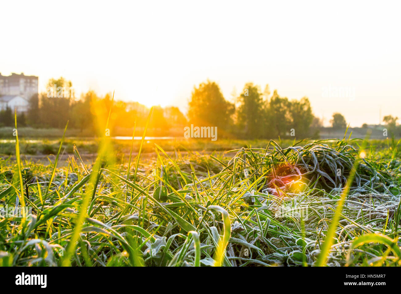Gelate mattutine su erba, luminoso raggi del sole. Mattina autunno.Sfondo Inverno Foto Stock