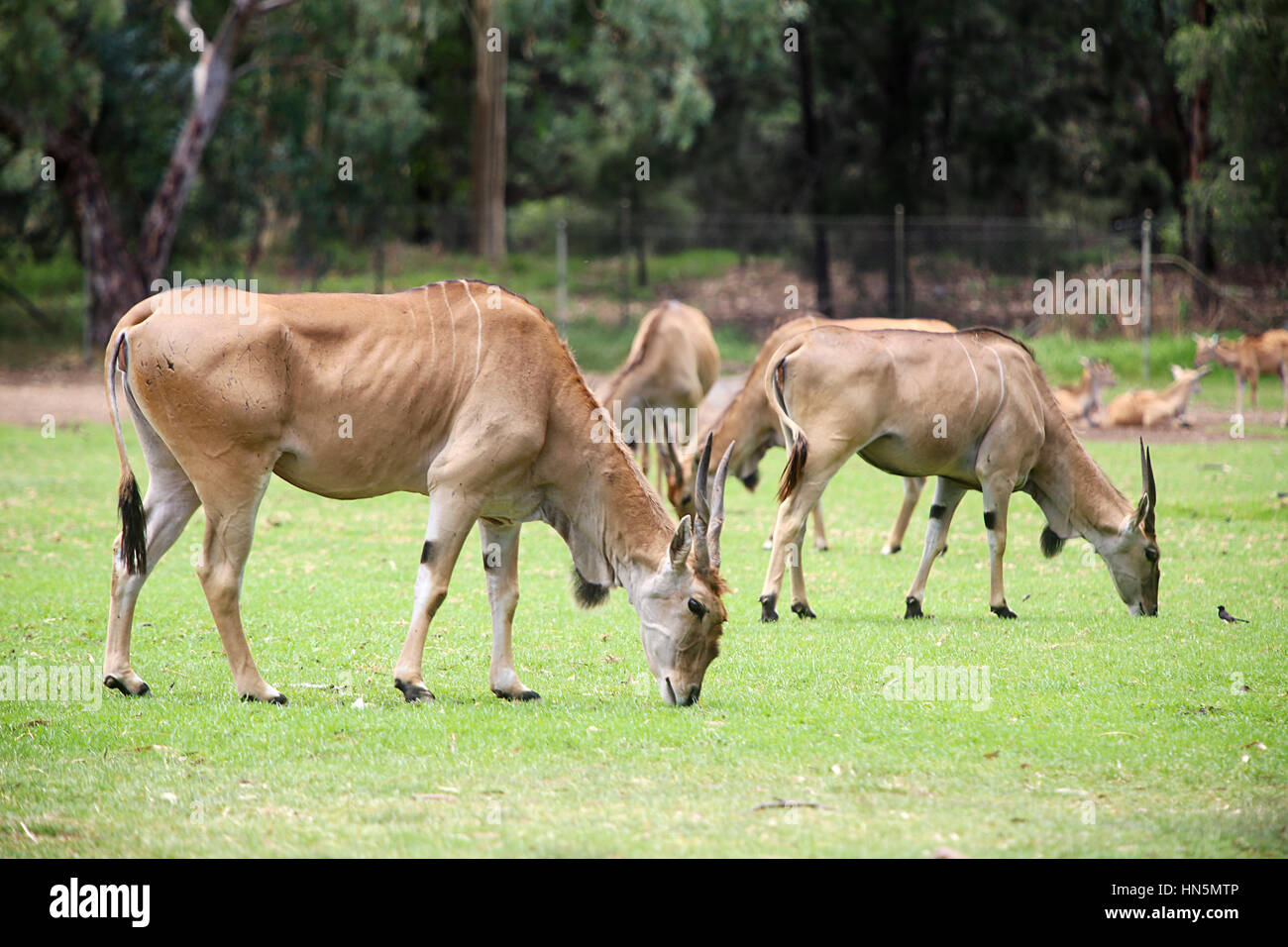 Eland da Taronga Western Plains Zoo a Dubbo. Questo zoo è stato aperto a 1977 e ora hanno più di 97 specie. Foto Stock