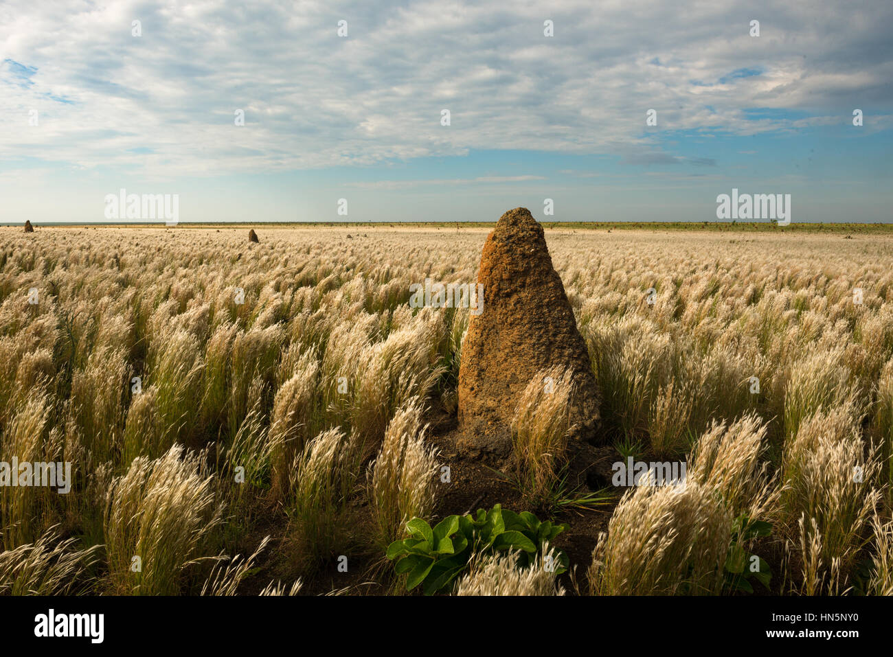 Termite mound su vaste praterie di Emas Parco Nazionale Foto Stock