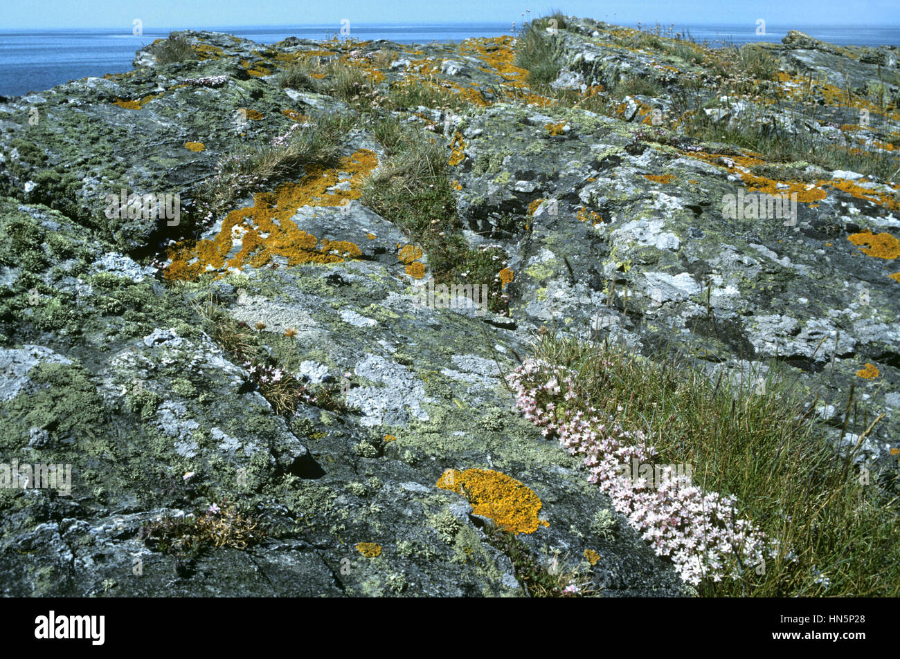 I licheni sul litorale roccioso Foto Stock