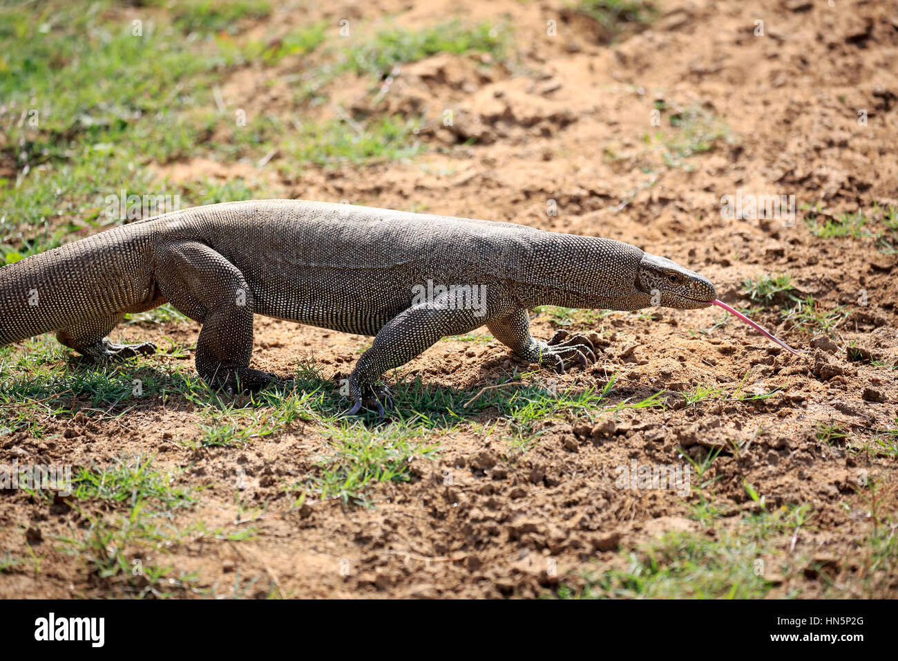 Monitor del Bengala, (Varanus bengalensis), adulti alla ricerca di cibo utilizzando la linguetta, leccare, Udawalawe Nationalpark, Sri Lanka, Asia Foto Stock