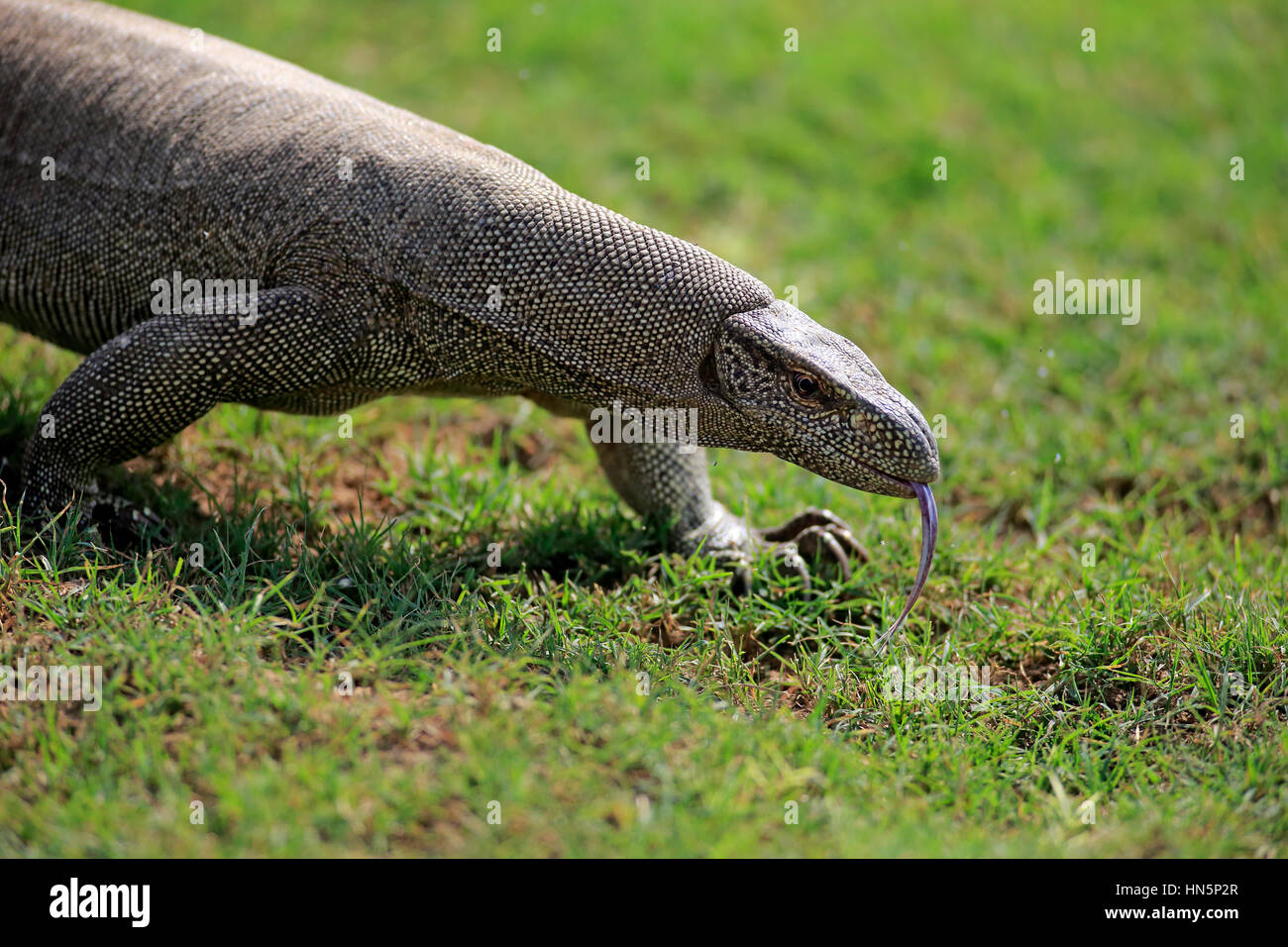 Monitor del Bengala, (Varanus bengalensis), adulti alla ricerca di cibo utilizzando la linguetta, leccare, Udawalawe Nationalpark, Sri Lanka, Asia Foto Stock