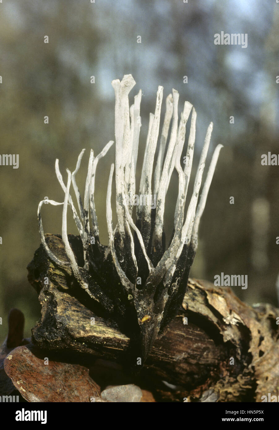 Candlesnuff fungo - Xylaria hypoxylon Foto Stock