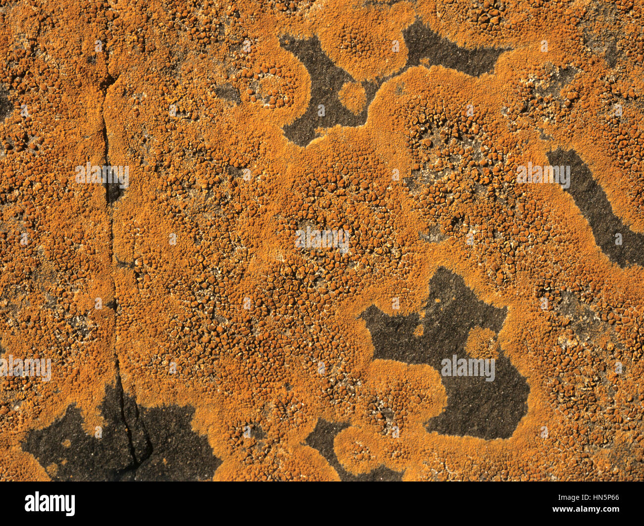 Mare arancione Lichen - Caloplaca Marina Foto Stock