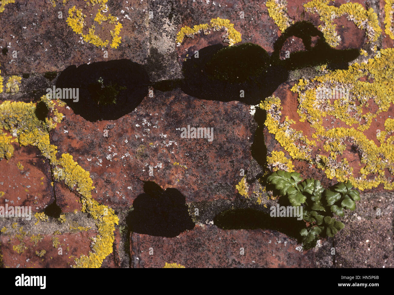 Lichene nero - Verrucaria nigrum Foto Stock