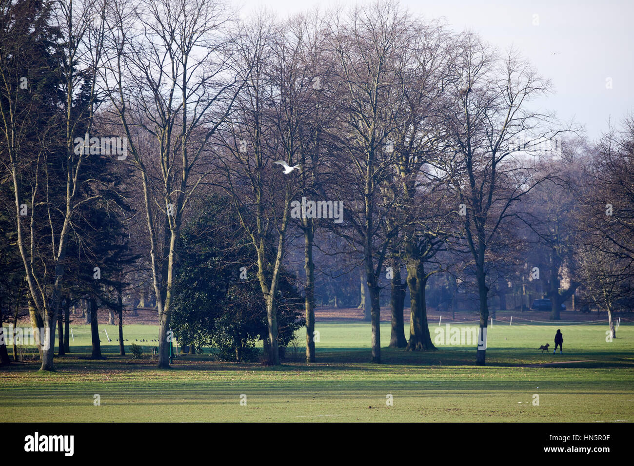 Dog walker in Birkenhead Park in Wallasey, Merseyside, Wirral, Inghilterra, Regno Unito. Foto Stock