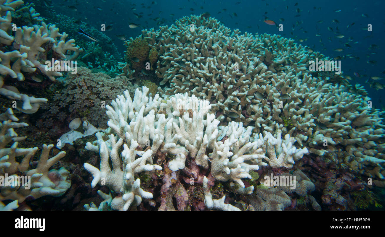 Coral reef salute; dello sbiancamento dei coralli Foto Stock