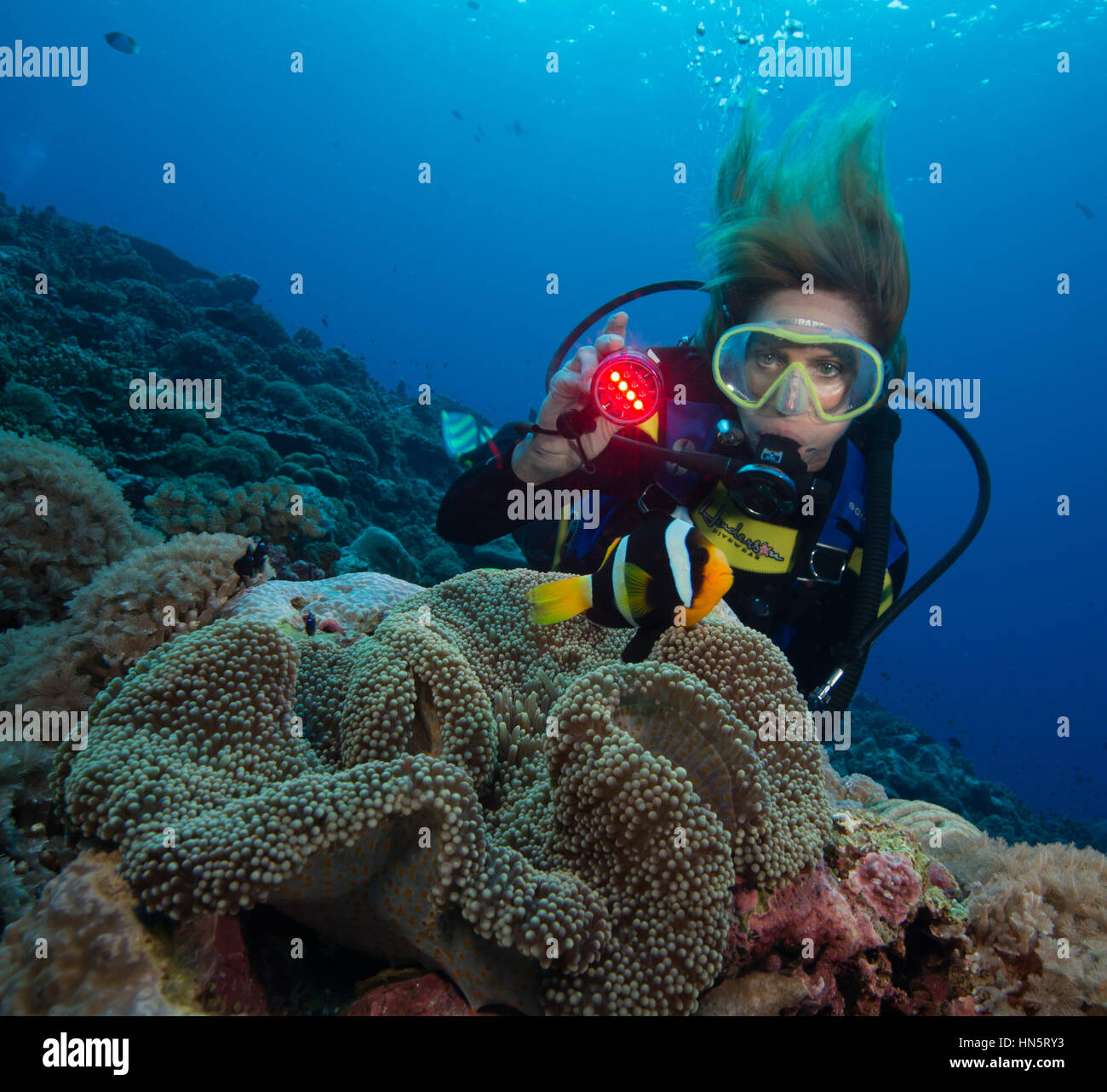 Sommozzatore brilla di luce subacquea su un Clark anemonefish. Foto Stock