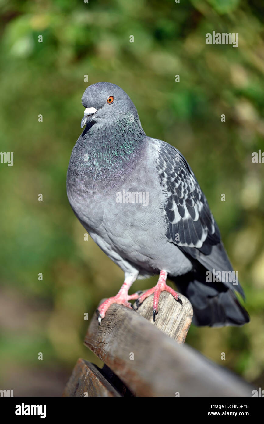 Piccioni selvatici (Columba livia domestica) sul banco di lavoro Foto Stock