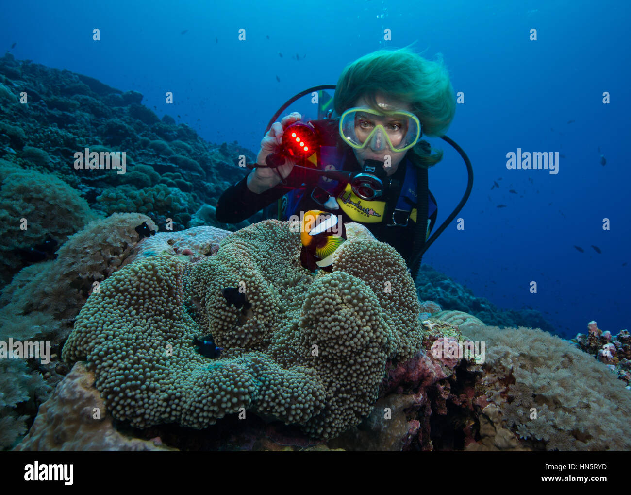 Sommozzatore brilla di luce subacquea su un Clark anemonefish. Foto Stock