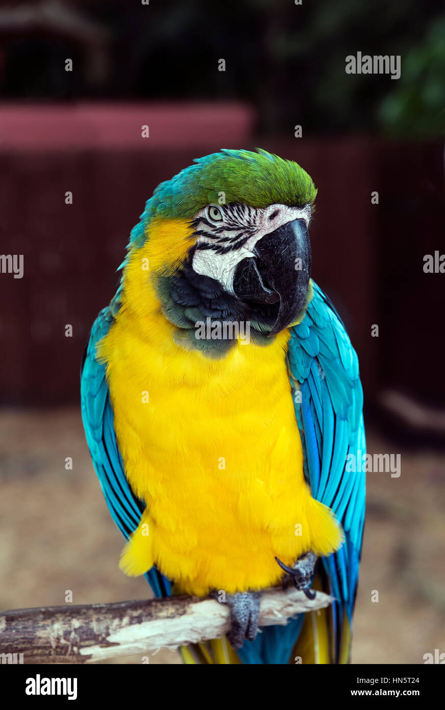 Blu e Giallo macaw, Ara ararauna, Florida, Stati Uniti d'America. Foto Stock