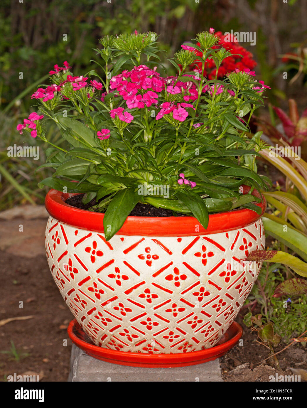 Dianthus barbatus varietà interspecifiche "scossone" con rosa ciliegia di colore rosso dei fiori in ceramica decorativa pot con splendide arancio e bianco disegno geometrico Foto Stock
