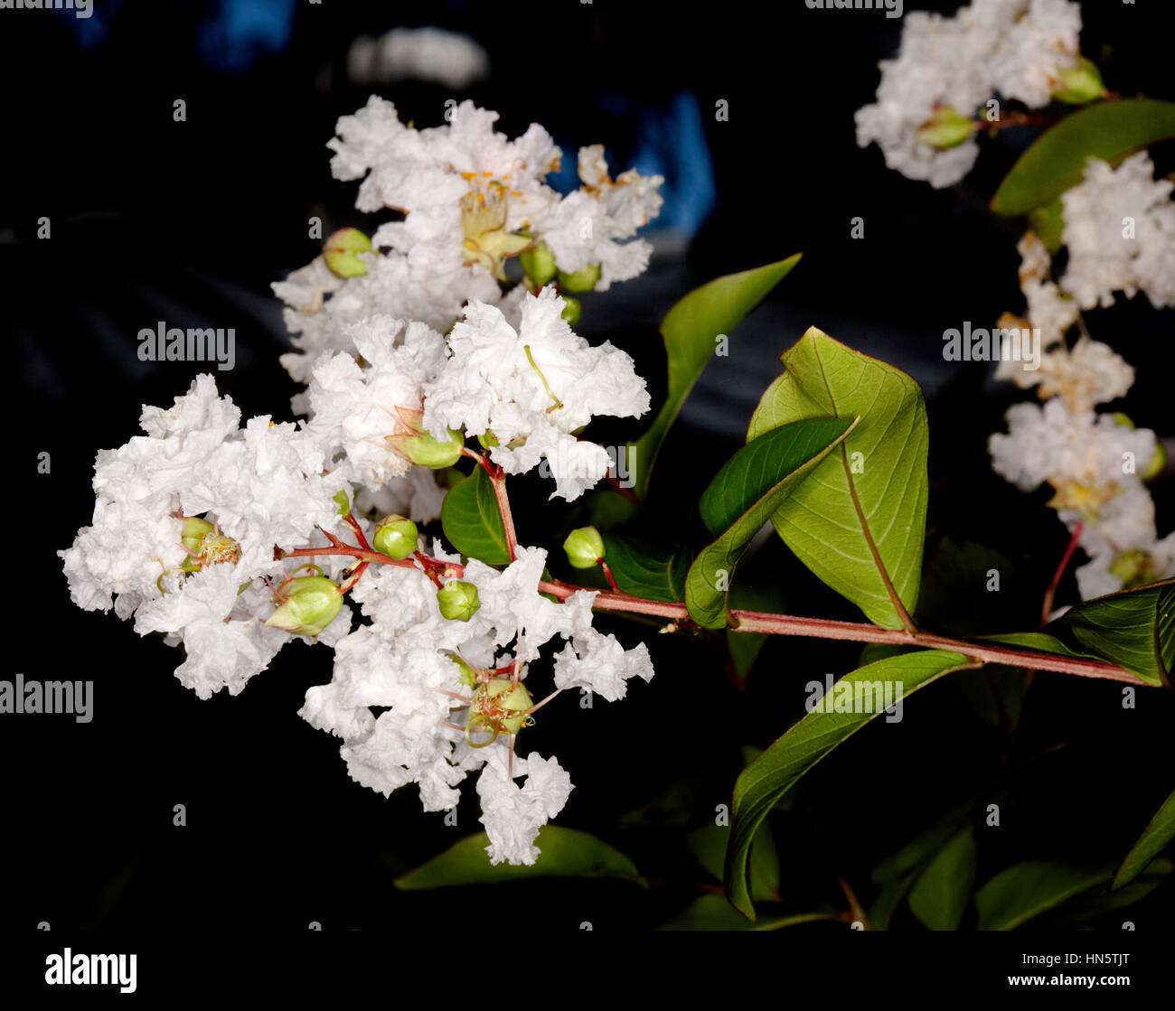 Grappolo di fiori bianchi, il verde delle foglie e germogli di Lagerstroemia indica, crepe di mirto, contro uno sfondo scuro in Australia Foto Stock