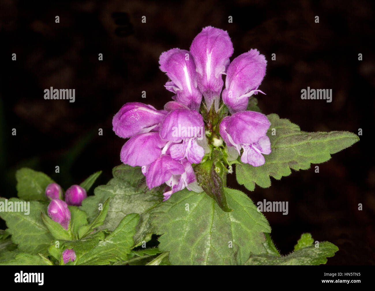 Mauve / Fiori di colore rosa di copertura di massa / impianto rockery Lamium maculatum 'Faro' Argento circondato da verde chiaro a forma di cuore foglie su sfondo scuro Foto Stock