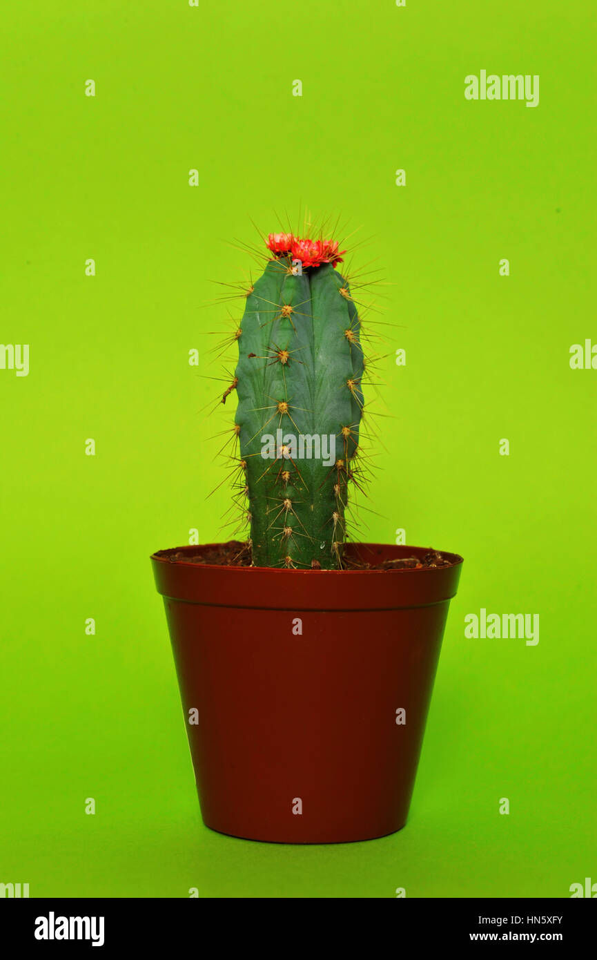 Cactus Foto Stock