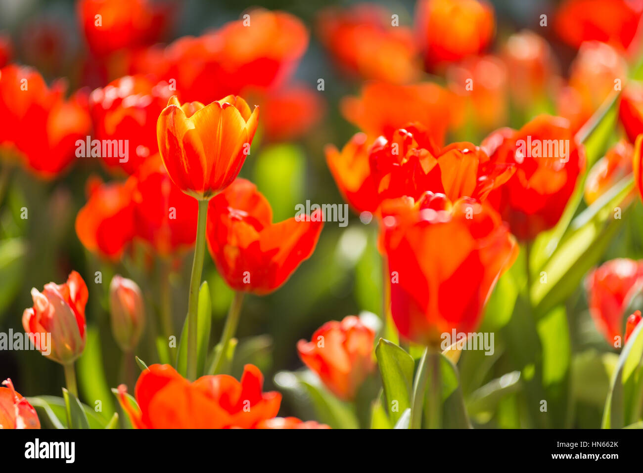 Tulipani rossi in giardino Foto Stock