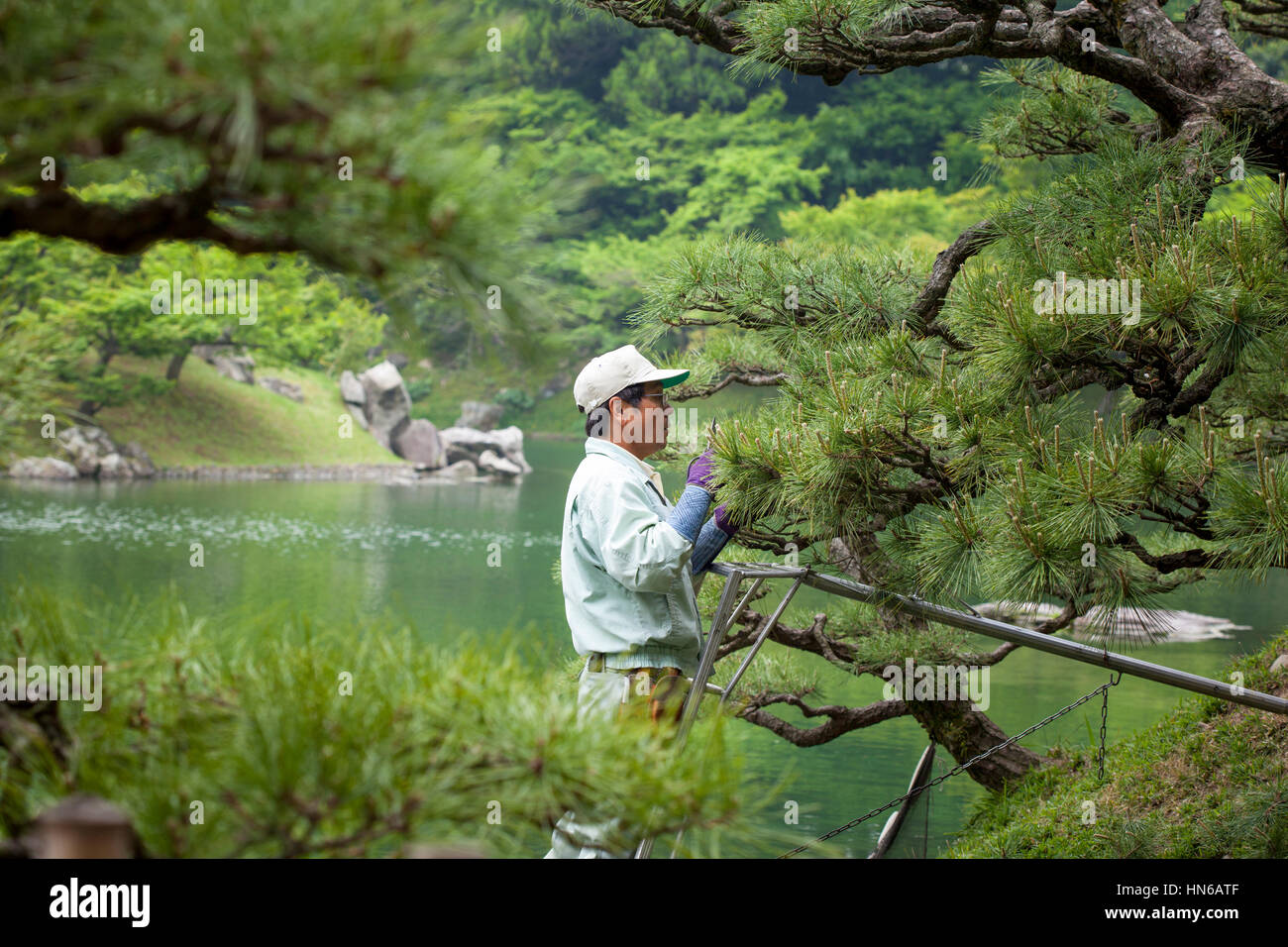 TAKAMATSU, Giappone - 8 maggio : un giardiniere prugne un pino ornamentali in giardini Ritsurin, Takamatsu, Giappone del 8 maggio 2012. Ritsurin è un giardino paesaggistico Foto Stock