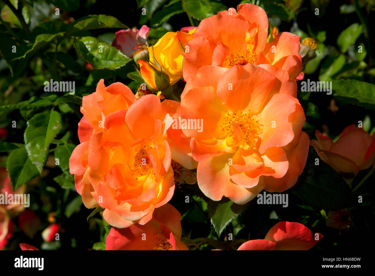 Il Mago rose, cimelio di rose, San Paolo, Oregon Foto Stock