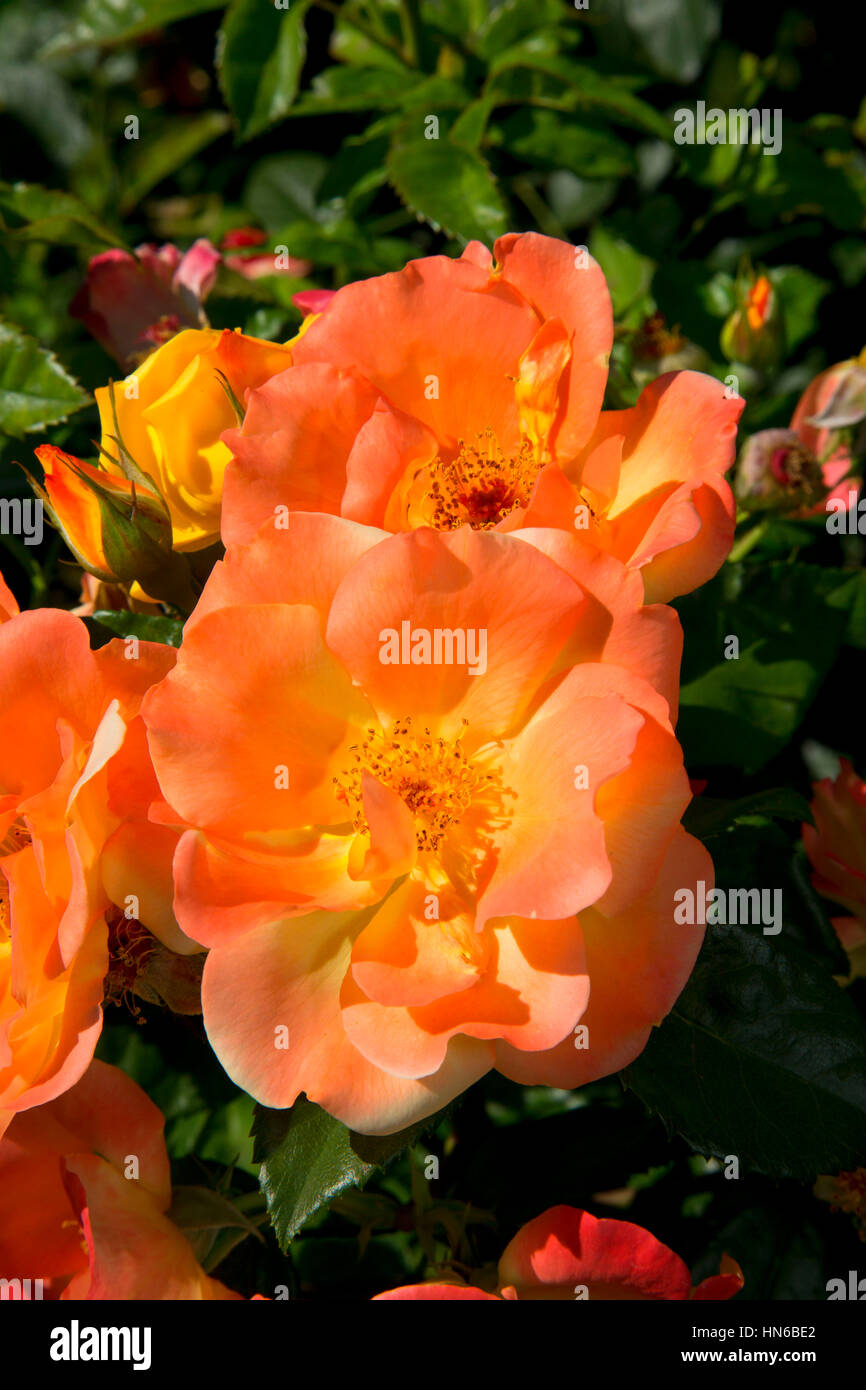 Il Mago rose, cimelio di rose, San Paolo, Oregon Foto Stock