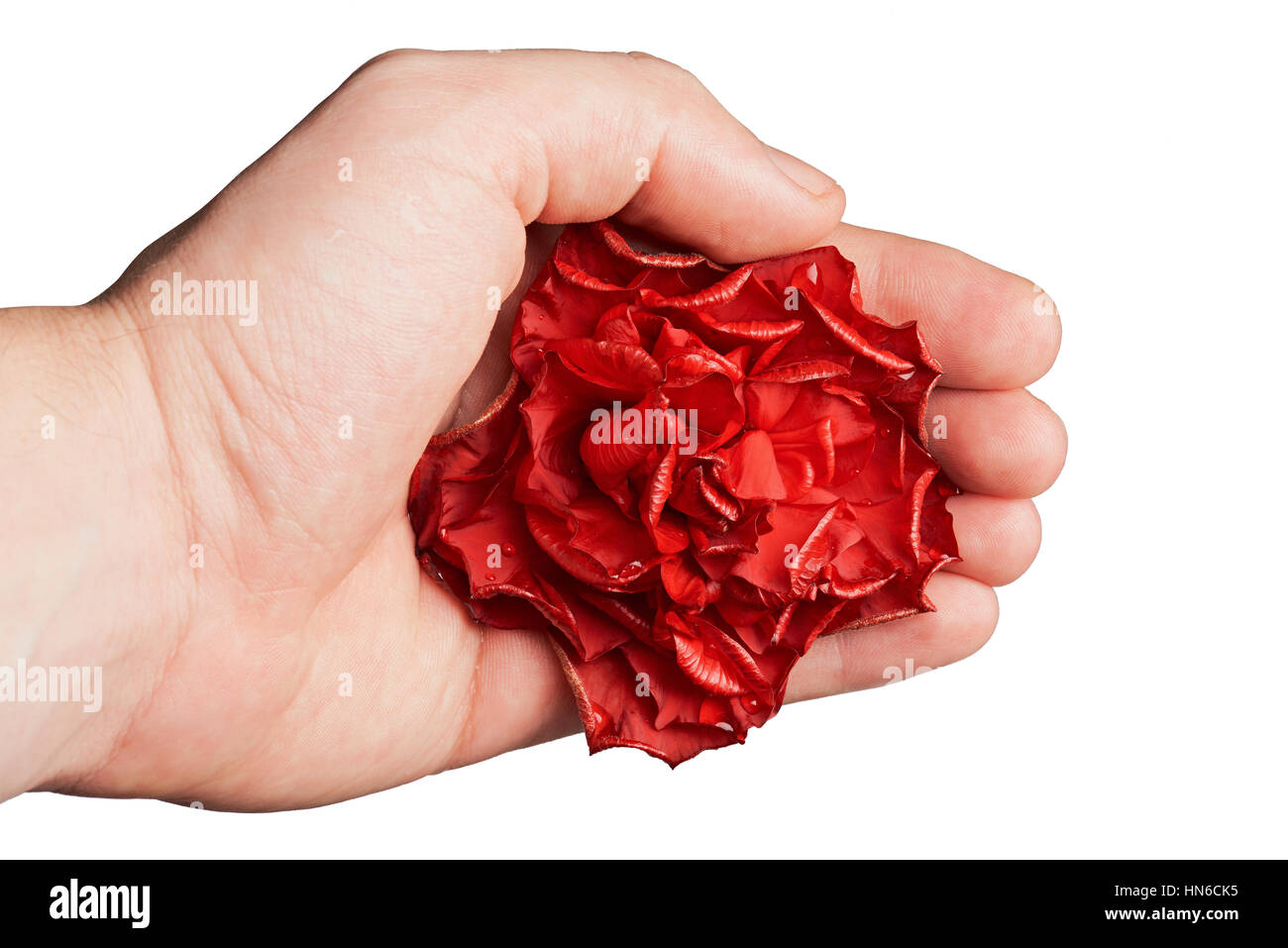 Una rosa rossa in mano vicino isolata su bianco Foto Stock