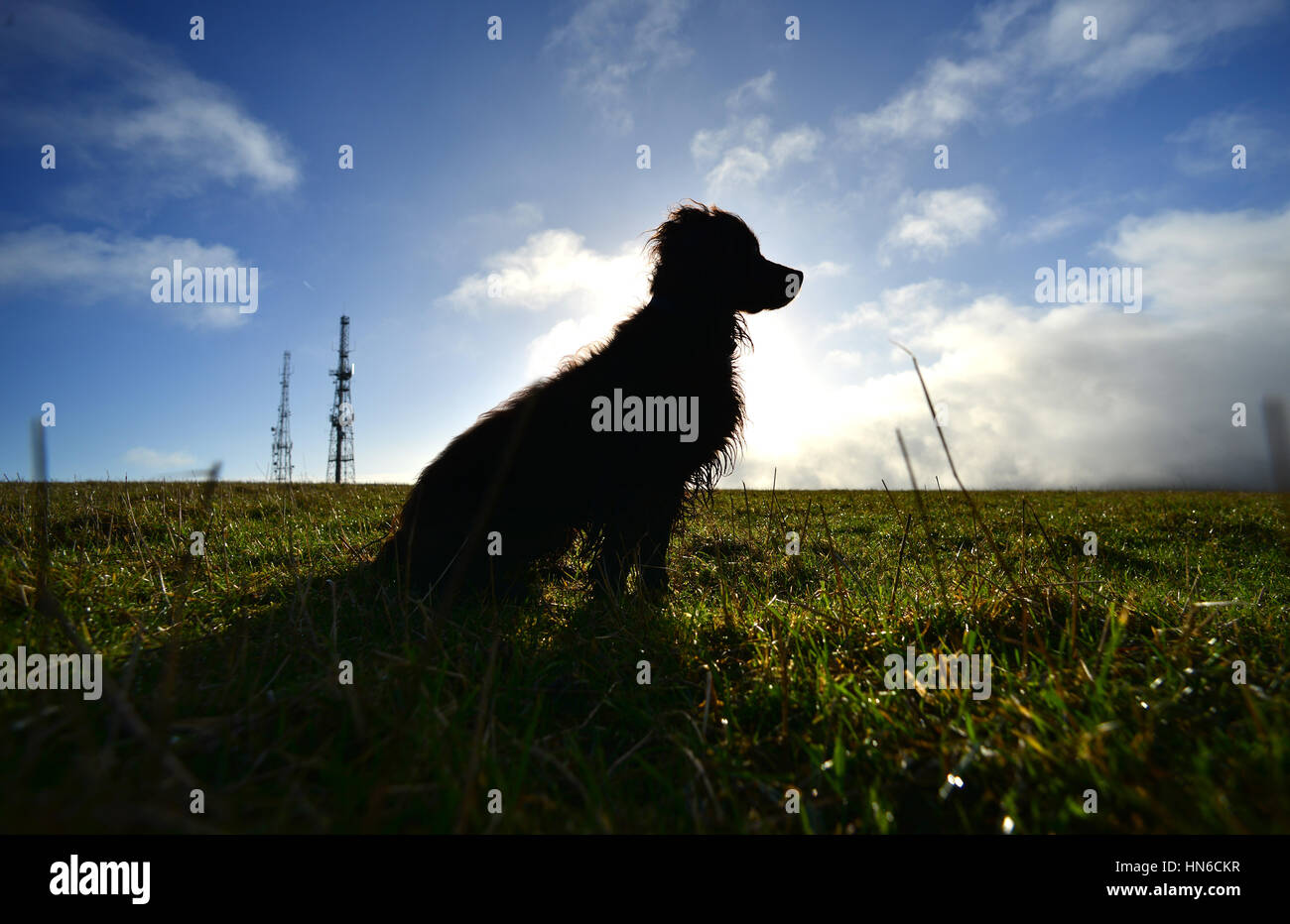 Stagliano spaniel su un mattino luminoso Foto Stock