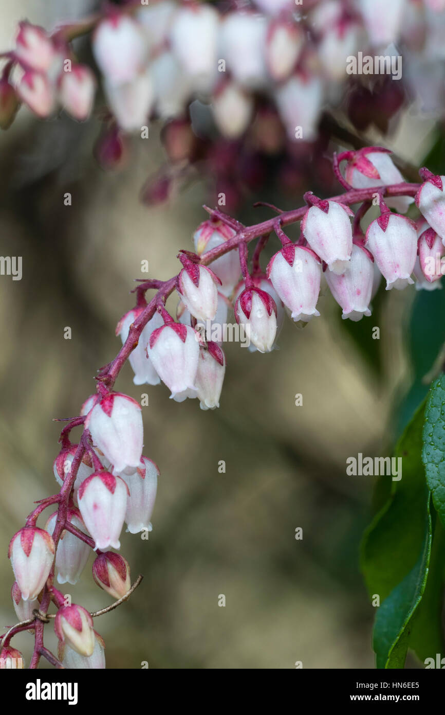 Il tardo inverno fiori a campana dell'arbusto sempreverde, Sarcococca japonica 'Dorothy Wyckoff' Foto Stock