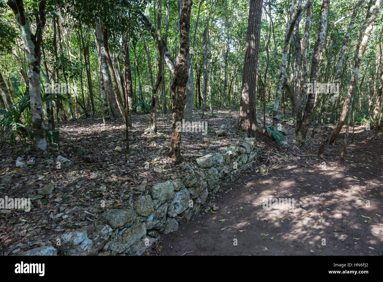 Vecchia strada maya a Coba un'antica città maya. Antica civiltà Maya, penisola dello Yucatan, stato messicano di Quintana Roo, Messico Foto Stock
