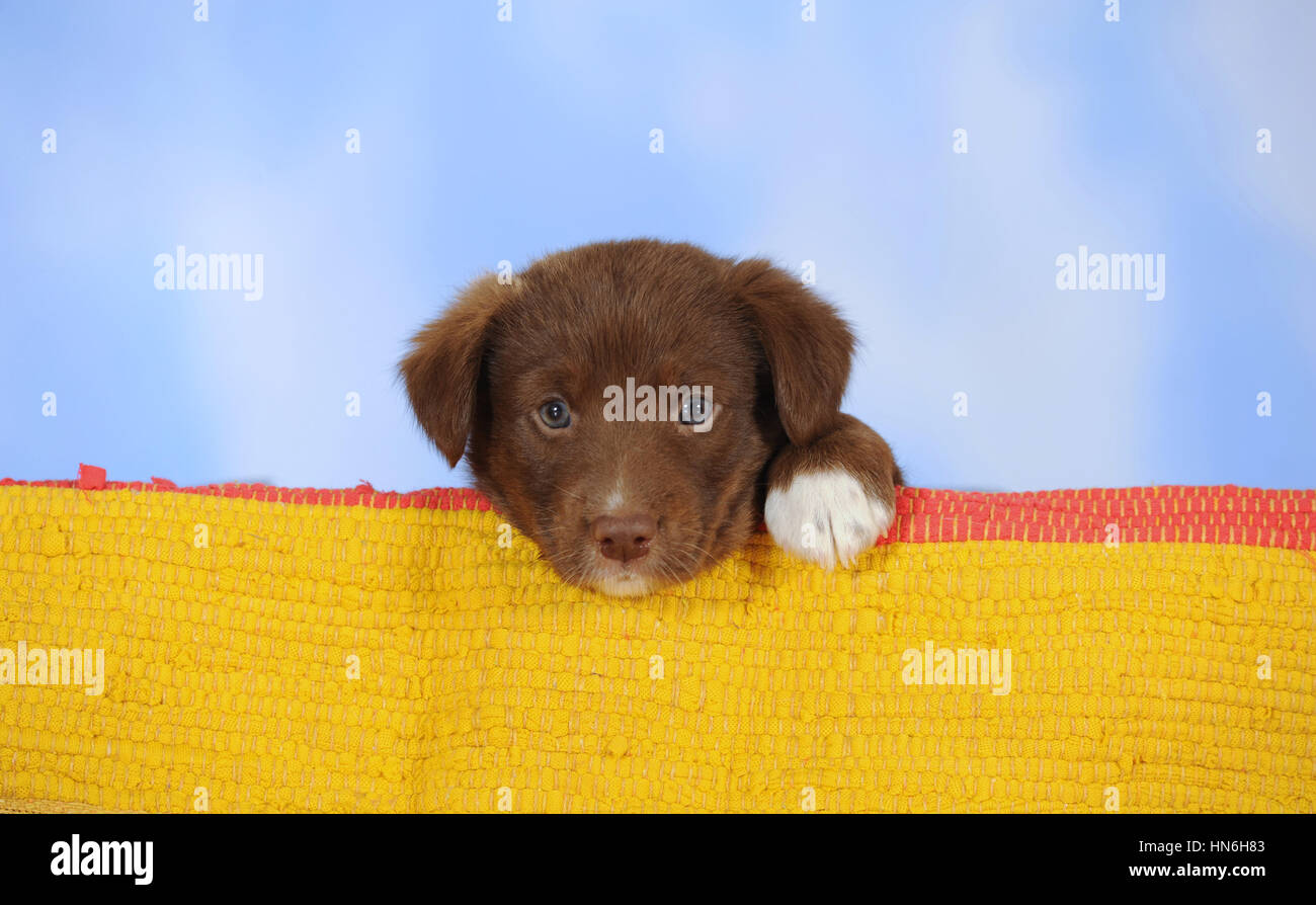 Border Collie Razza mista, cucciolo, cioccolato, giacente Foto Stock