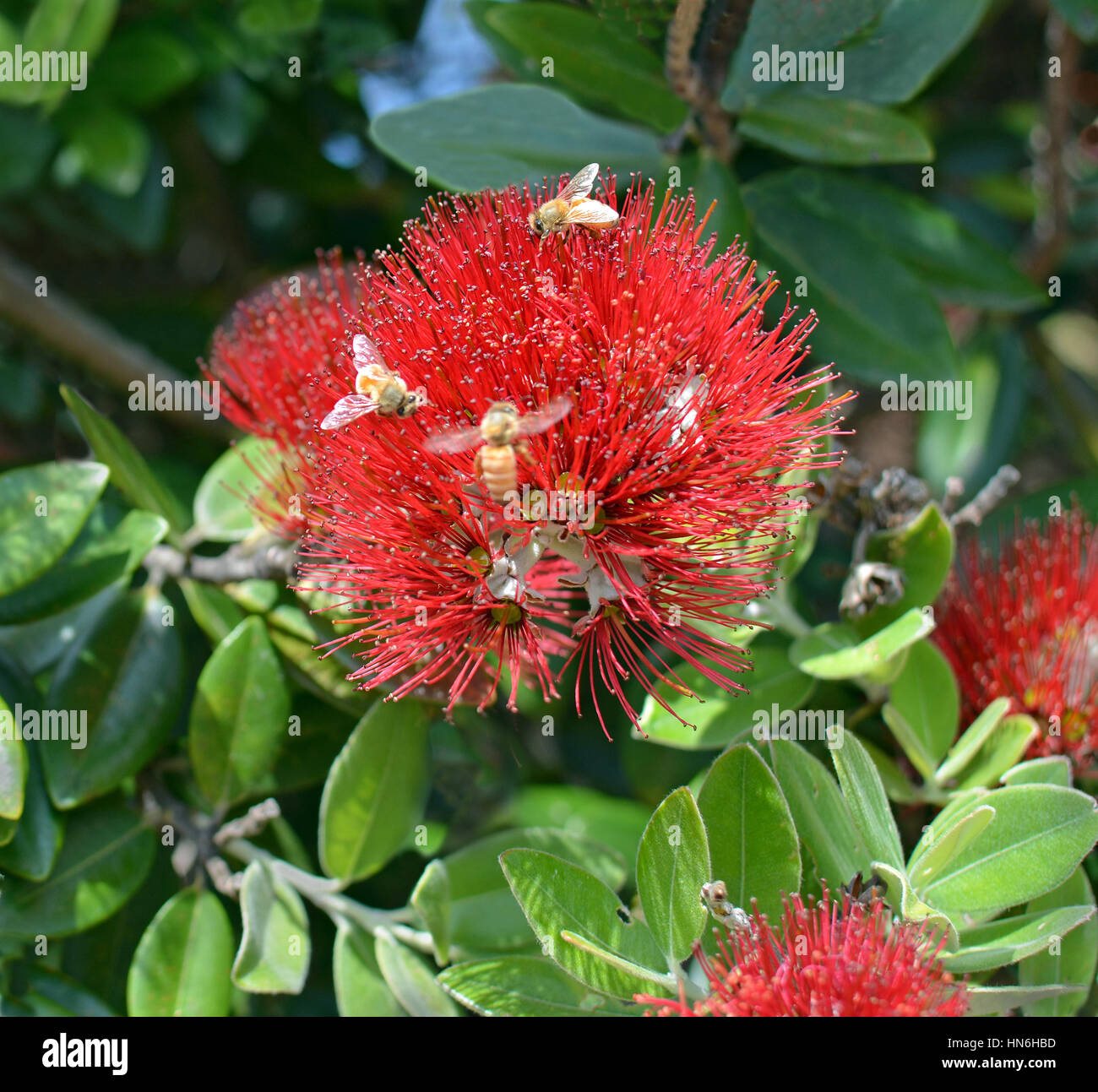 Vista ingrandita delle api su un fiore Pohutukawa a metà estate a Kaiteriteri, Nuova Zelanda. Pohutukawa è il fiore nazionale simbolo della Nuova Zelanda e oft Foto Stock