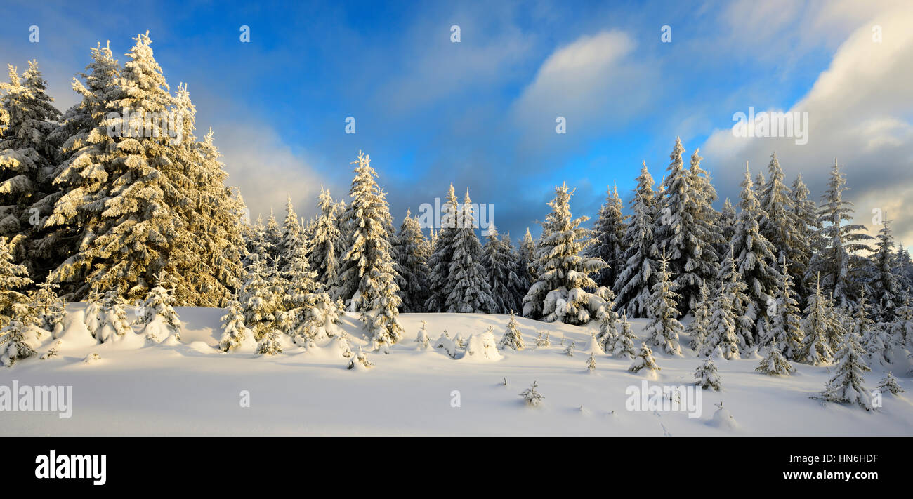 Bosco di abeti con neve, luce della sera, alberi innevati in inverno, Parco Nazionale di Harz, in Schierke, Sassonia-Anhalt, Germania Foto Stock