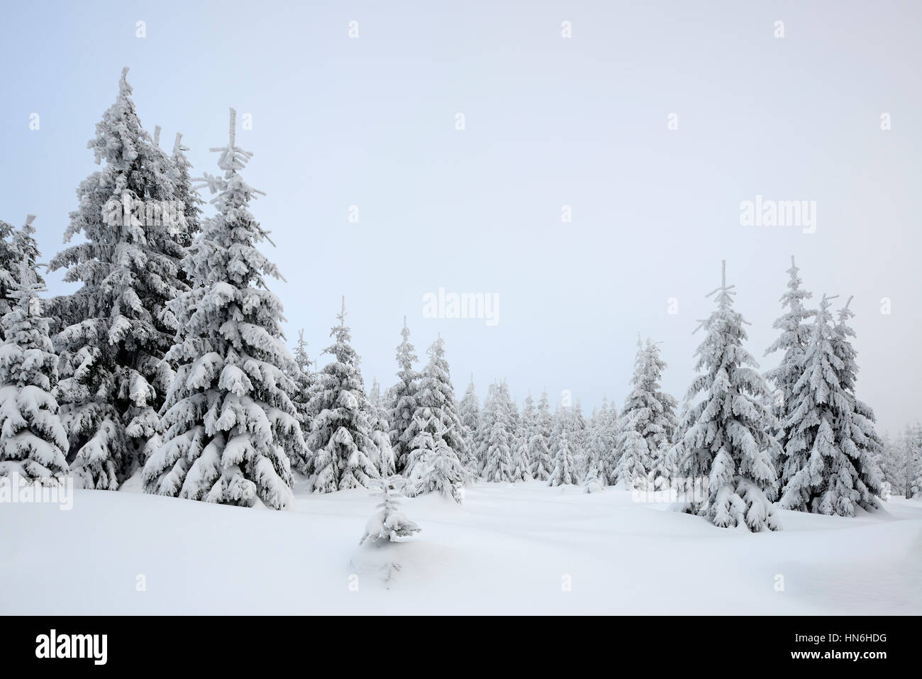 Foresta di abeti, con neve, nebbia, innevato paesaggio bianco in inverno, Parco Nazionale di Harz, in Schierke, Sassonia-Anhalt, Germania Foto Stock