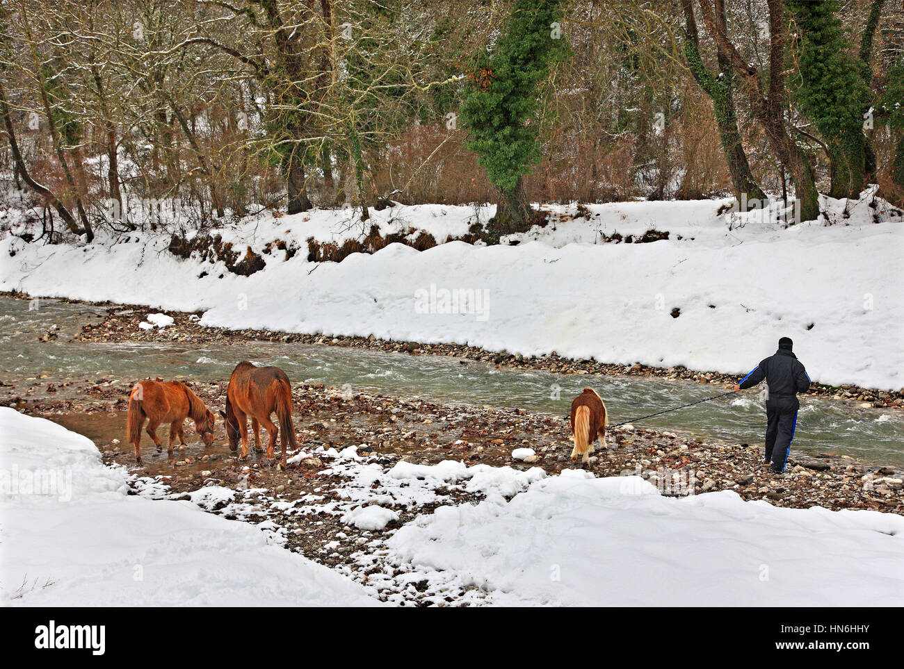 I cavalli di bere acqua dal fiume Karpenissiotis, Potamia Valley, tra Voutyro e Klafsi villaggi, Evrytania, Grecia centrale. Foto Stock