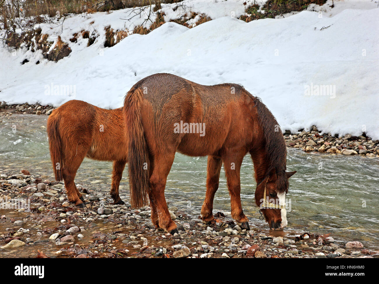 I cavalli di bere acqua dal fiume Karpenissiotis, Potamia Valley, tra Voutyro e Klafsi villaggi, Evrytania, Grecia centrale. Foto Stock