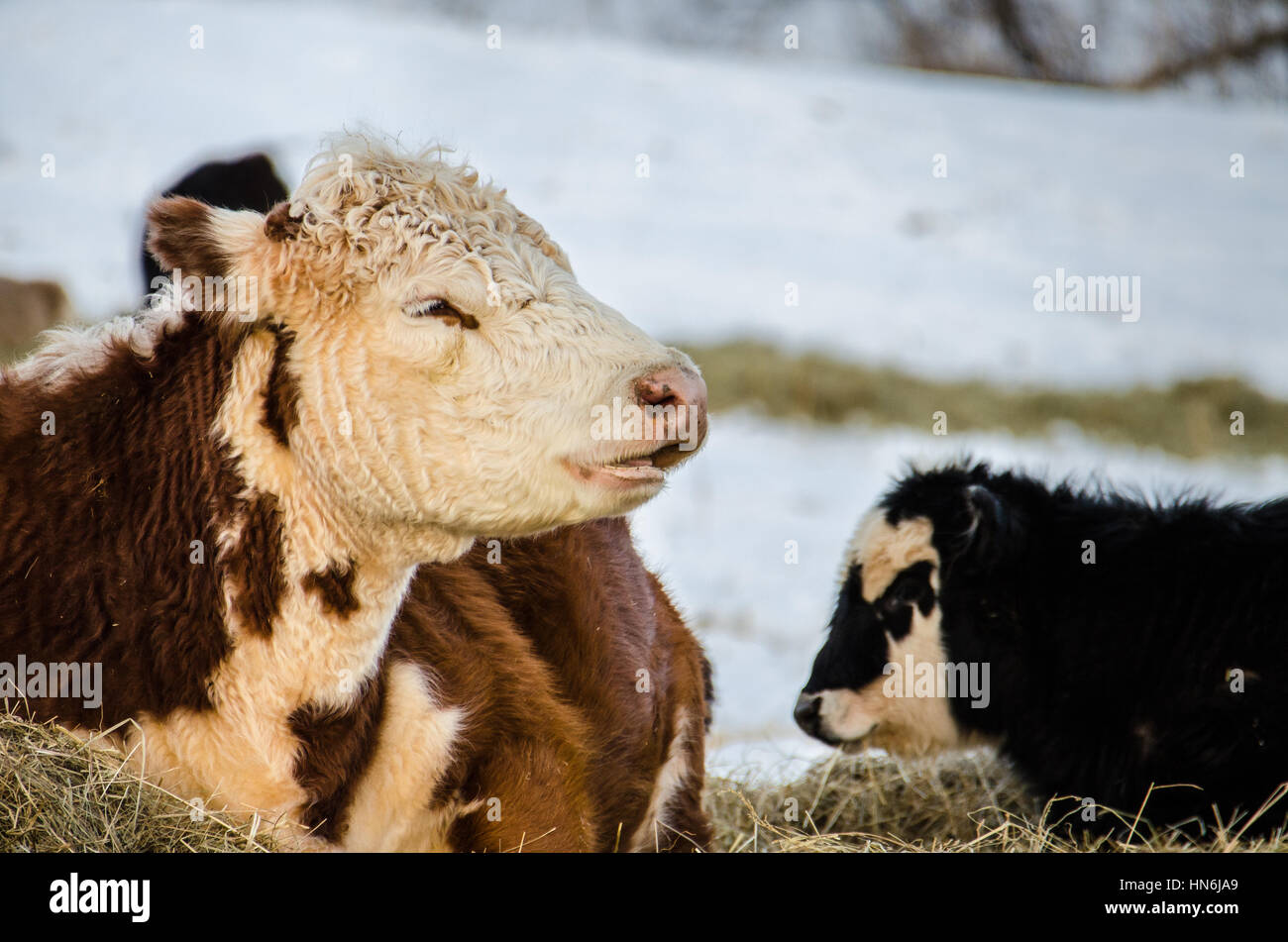 Nero e marrone e bianco jersey mucche mangiano fieno durante un inverno nevoso Foto Stock