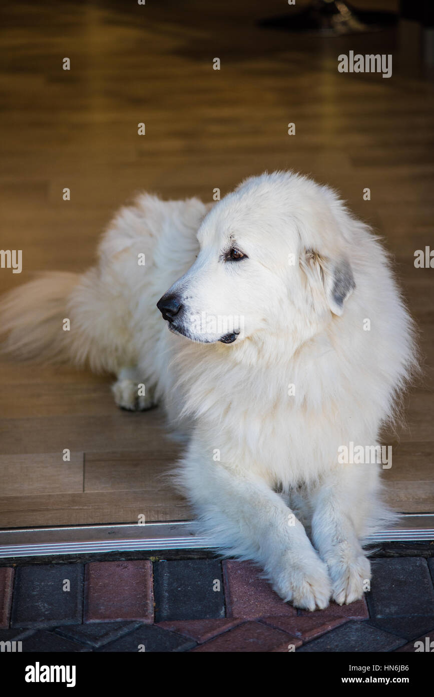 Un profilo colpo di un bianco a pelo lungo Labrador Retriever Foto Stock Un profilo colpo di un bianco a pelo lungo Labrador Retriever Foto Stock