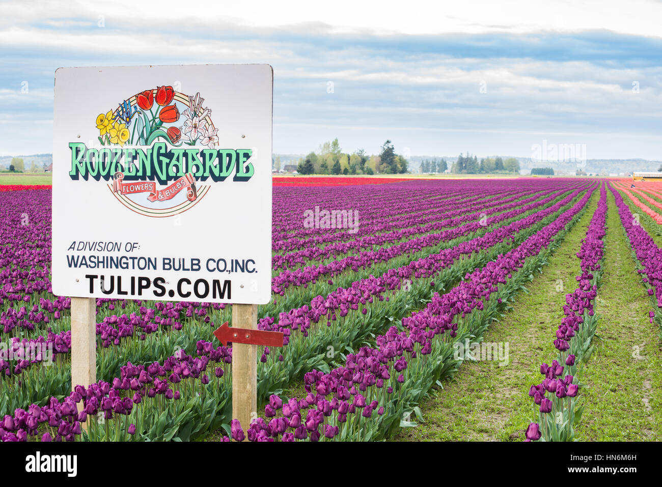 Mount Vernon, Stati Uniti d'America - Aprile 6, 2016: Roozengarde segno presso la Skagit Tulip Festival con viola e i campi in rosso nello stato di Washington Foto Stock