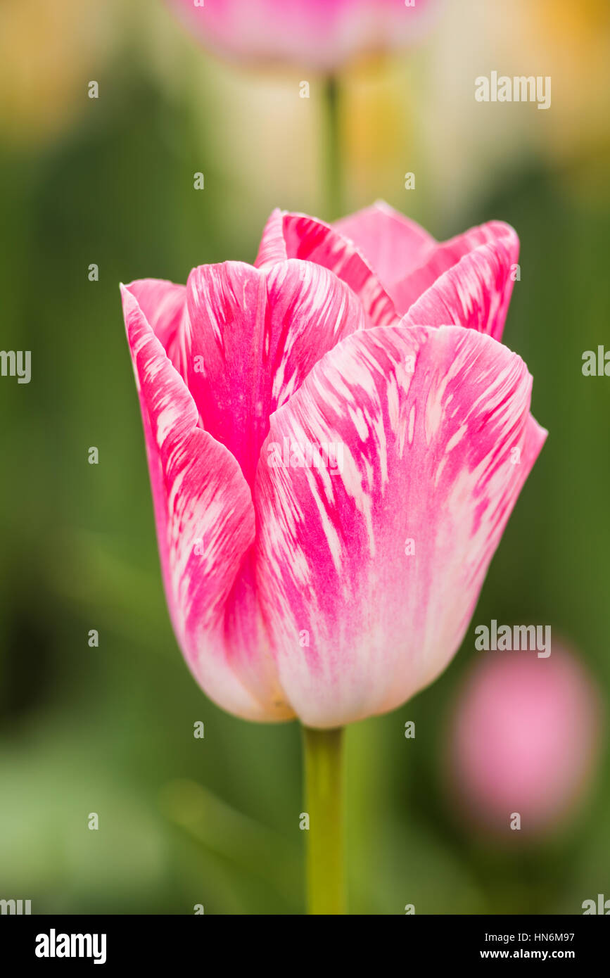 Macro closeup di una unica caramella come rosa striped tulip in un campo Foto Stock