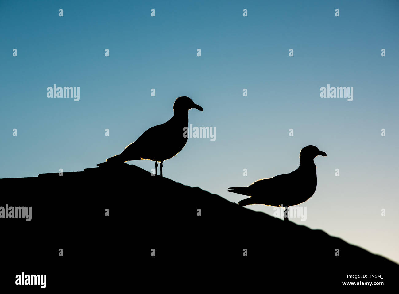 Silhouette di due gabbiani appollaiato sul tetto durante il tramonto contro il cielo blu Foto Stock