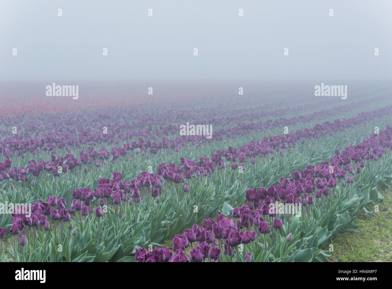 Viola e rosso campi di tulipani in dark misty foggy rainy nuvoloso Rugiada di mattina Foto Stock