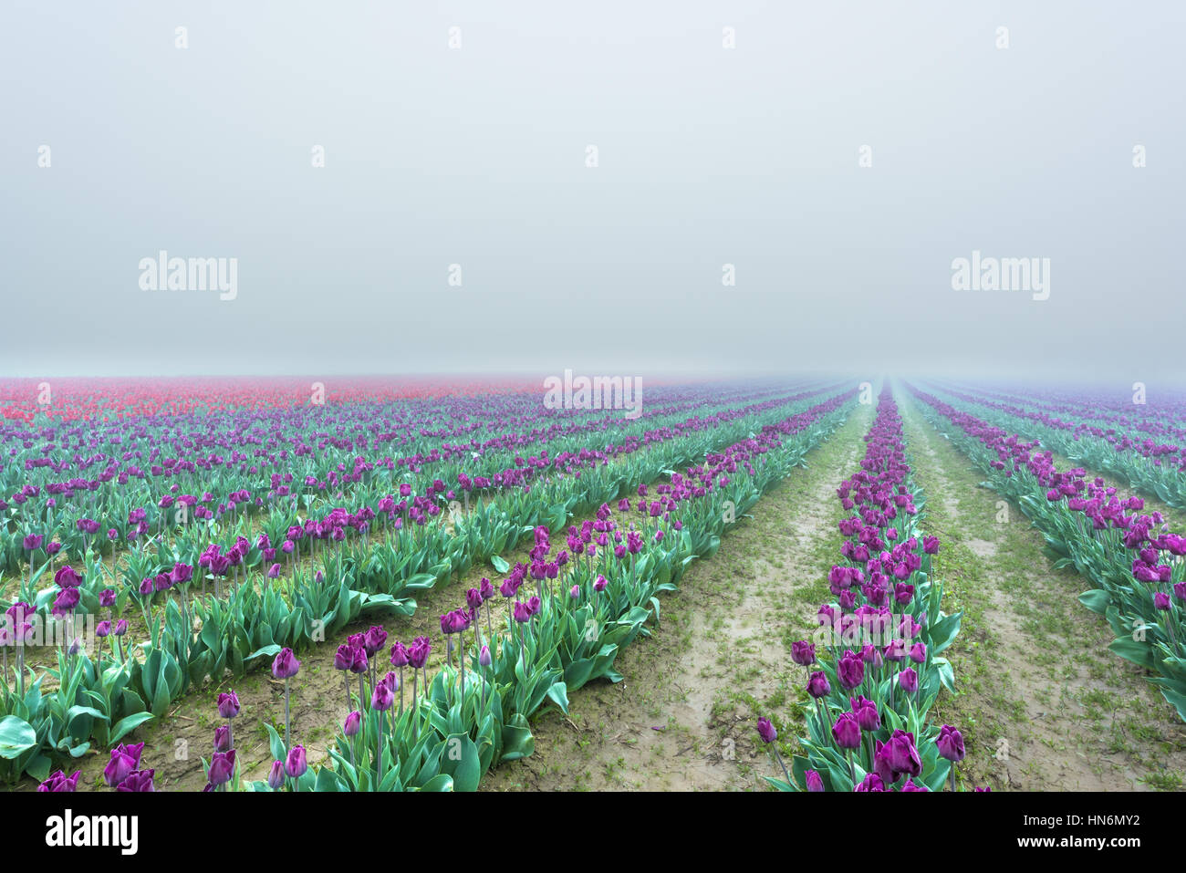 Viola e rosso campi di tulipani in dark misty foggy rainy nuvoloso Rugiada di mattina Foto Stock