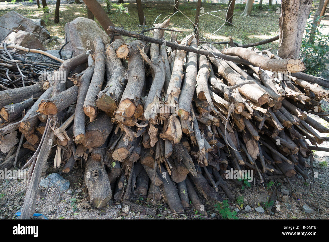 Un mucchio di legna secca a terra Foto Stock