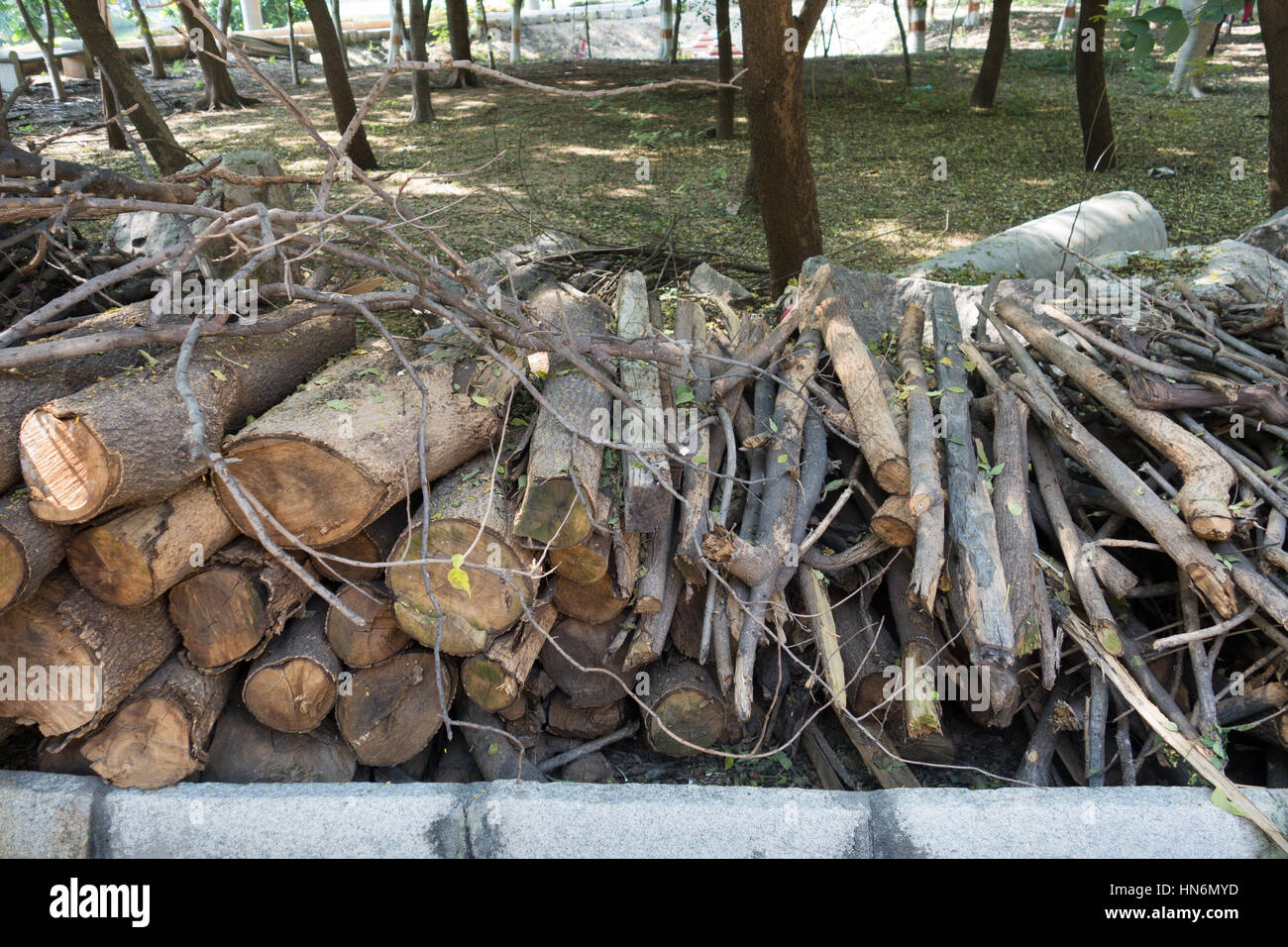Un mucchio di legna secca a terra Foto Stock