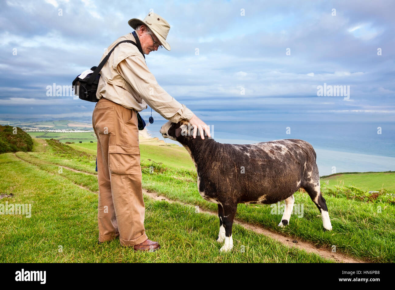 Un uomo petting una pecora (Ovis aries) lungo la costa sud-ovest percorso nel Dorset, Inghilterra. Foto Stock
