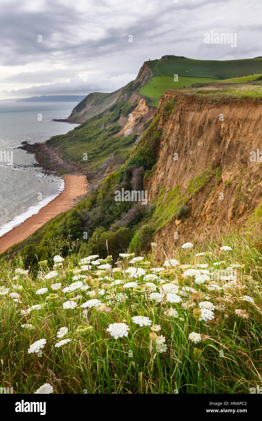 Queen Anne's laccio (Daucus carota) sulla cima di una scogliera lungo la costa sud-ovest percorso nel Dorset, Inghilterra. Foto Stock