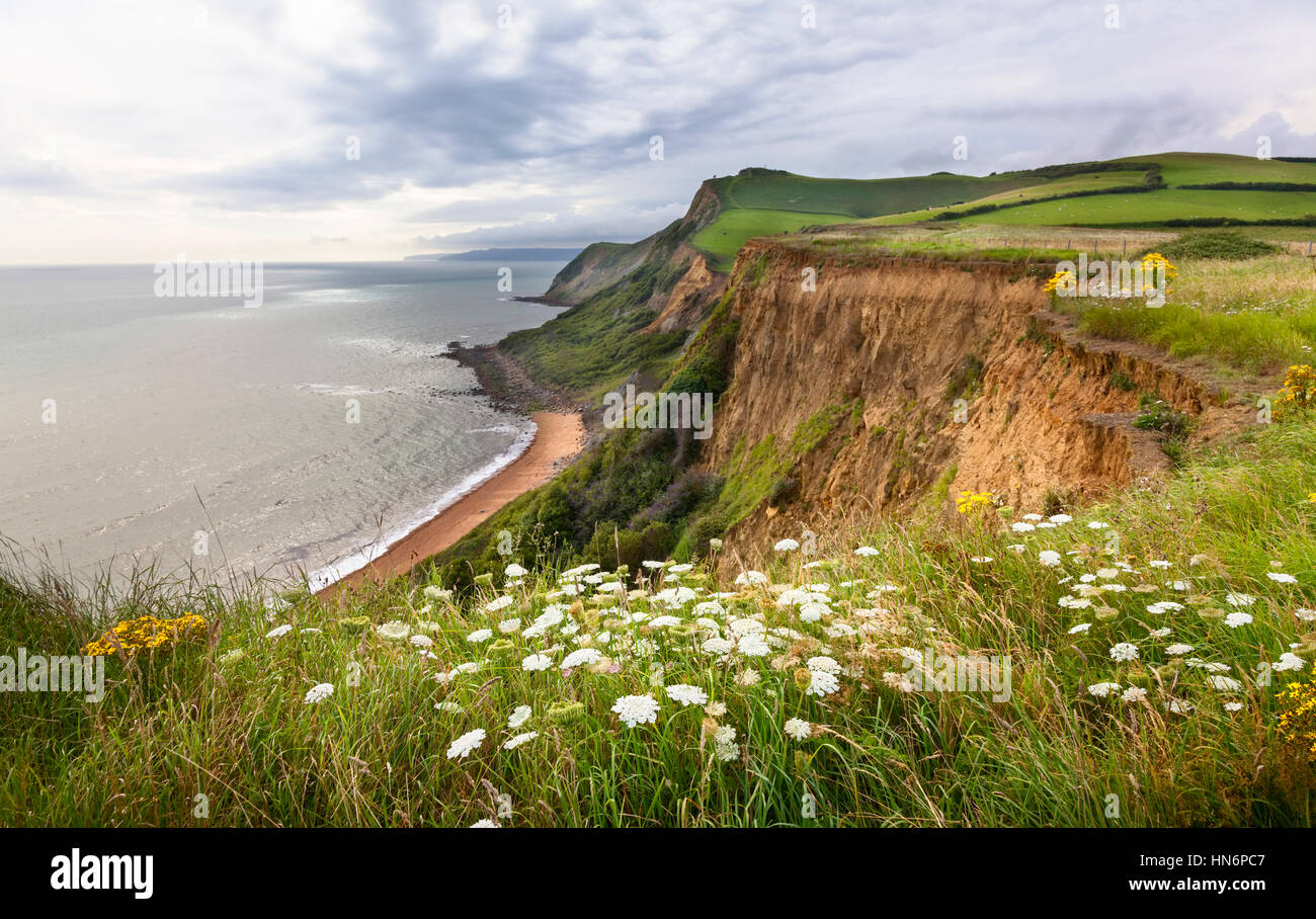 Queen Anne's laccio (Daucus carota) sulla cima di una scogliera lungo la costa sud-ovest percorso nel Dorset, Inghilterra. Foto Stock